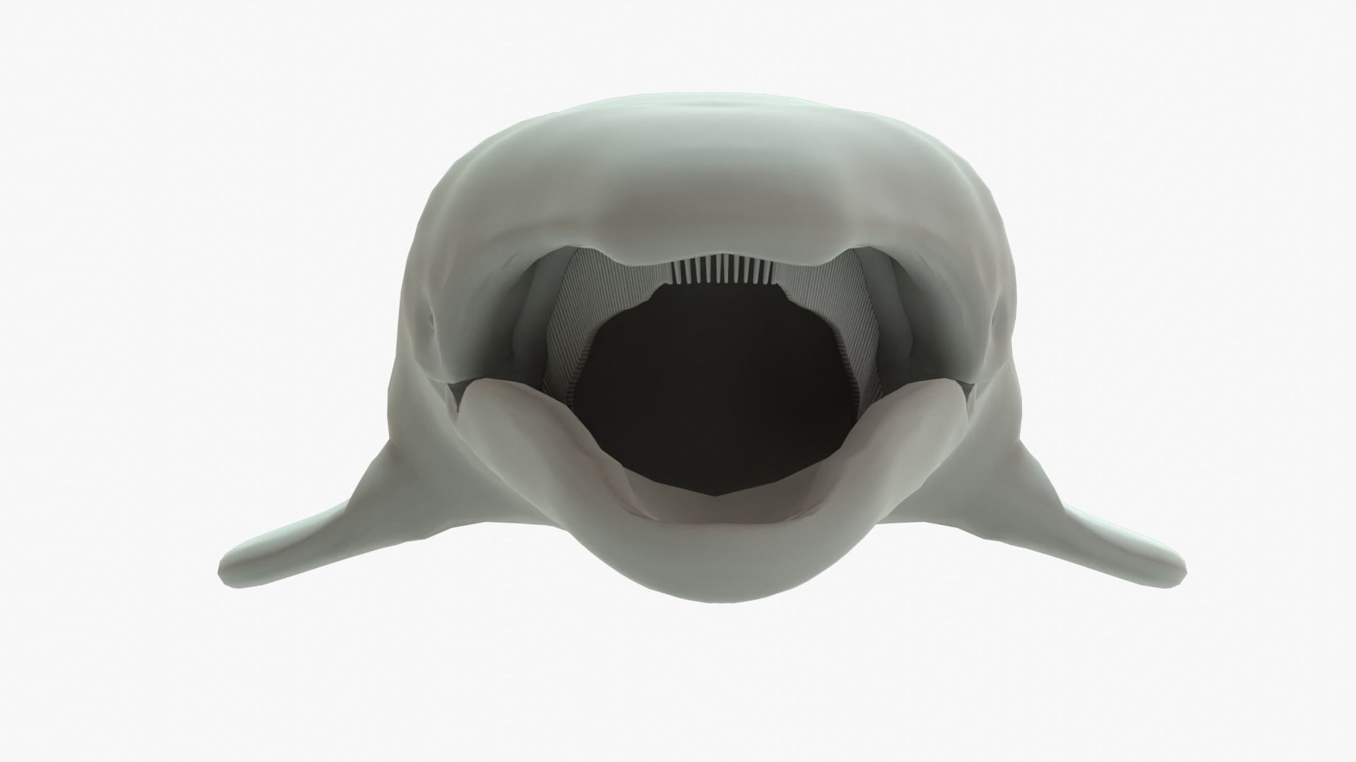 Gray Whale Rigged Basemesh Low-poly 3D model_12