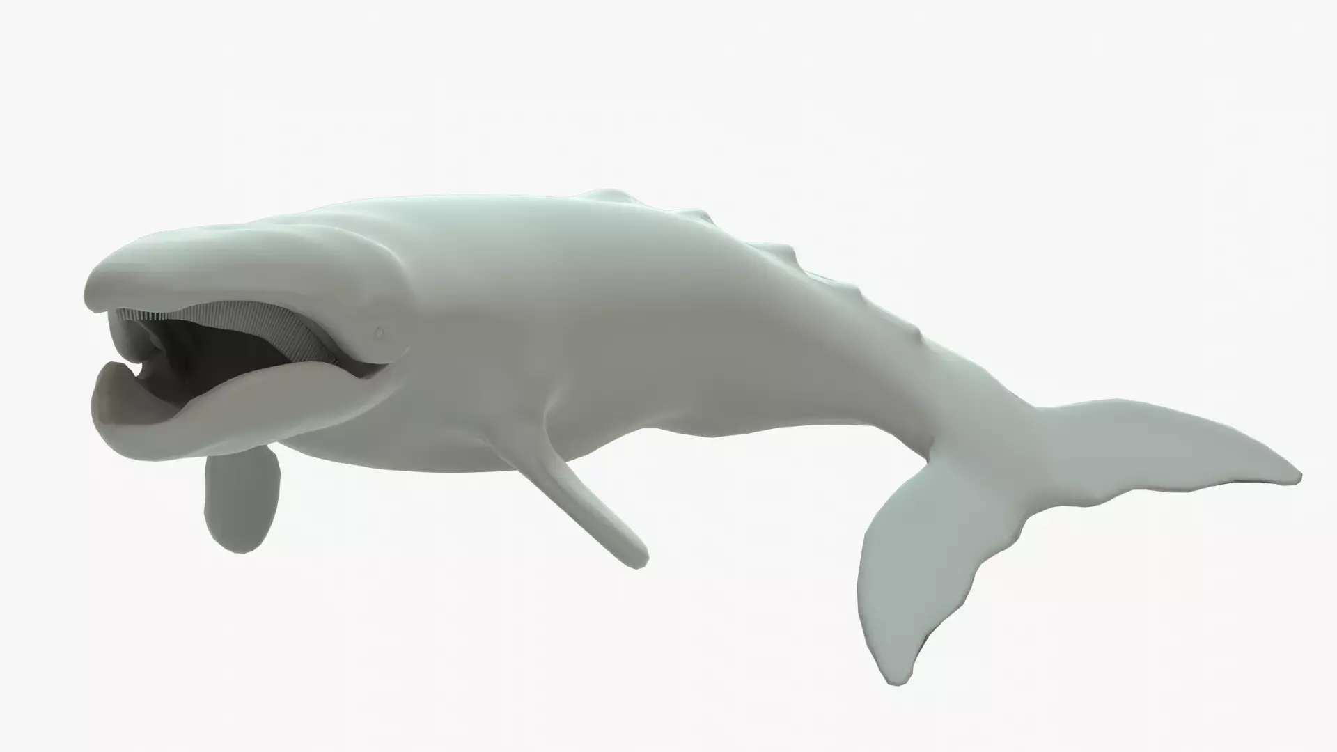 Gray Whale Rigged Basemesh Low-poly 3D model_0