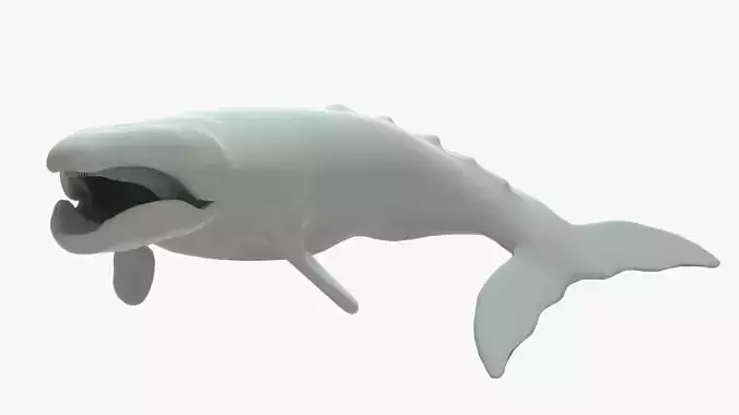 Gray Whale Rigged Basemesh Low-poly 3D model