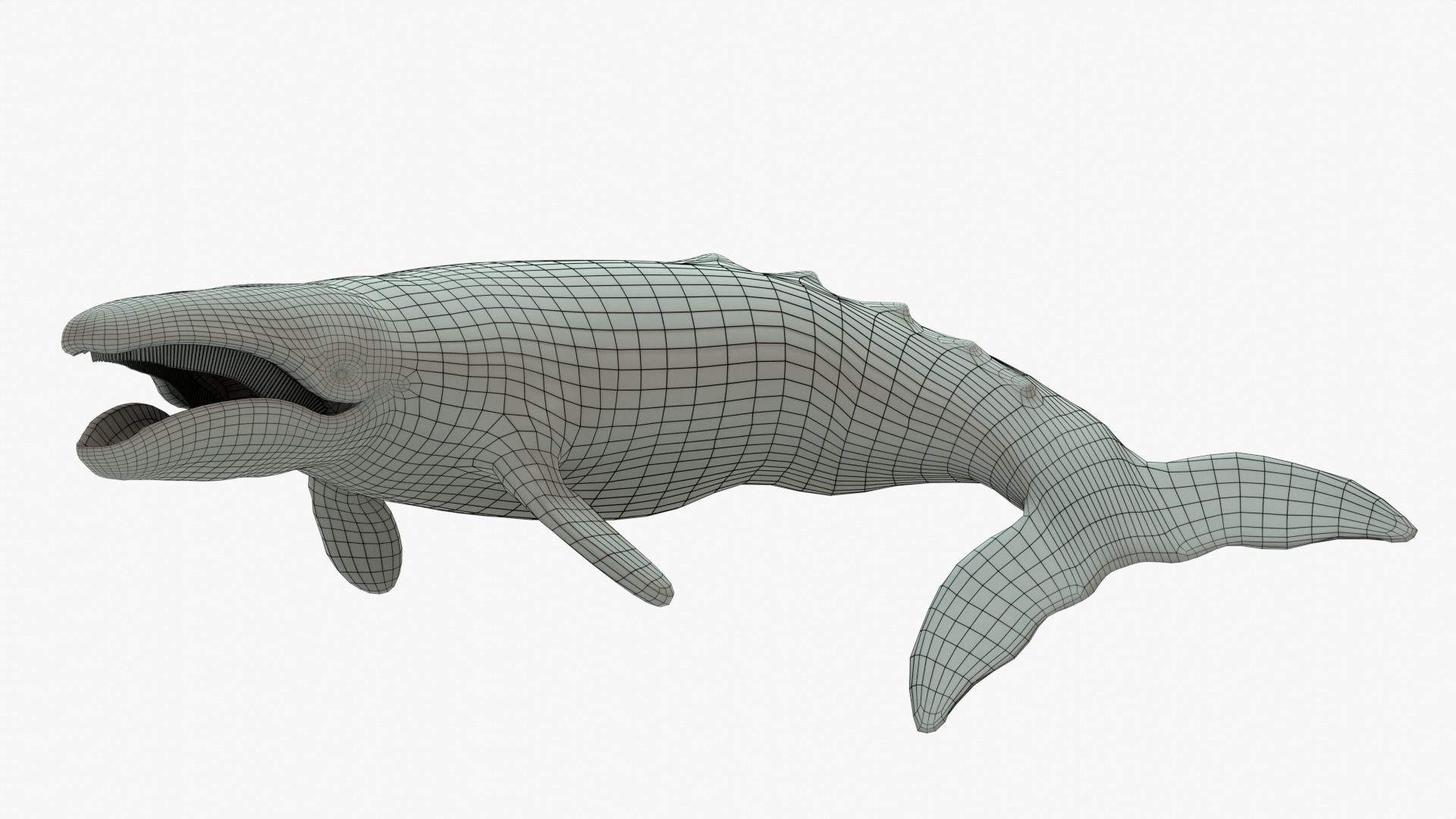 Gray Whale Rigged Basemesh Low-poly 3D model_3