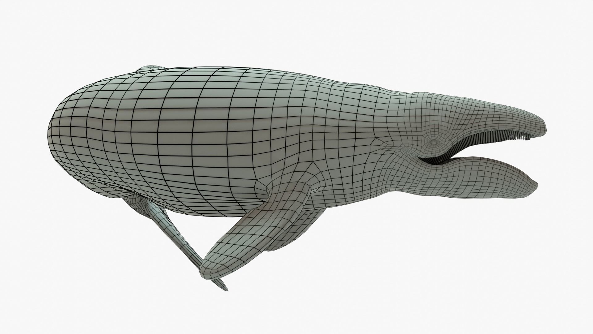 Gray Whale Rigged Basemesh Low-poly 3D model_9