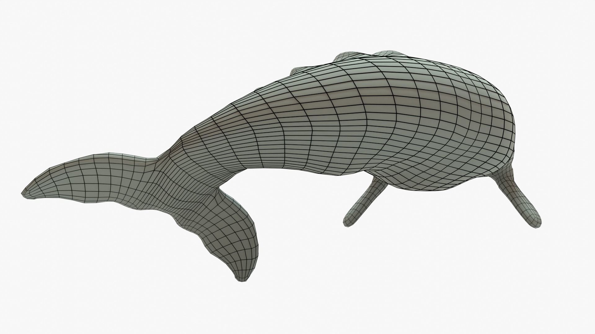Gray Whale Rigged Basemesh Low-poly 3D model_7