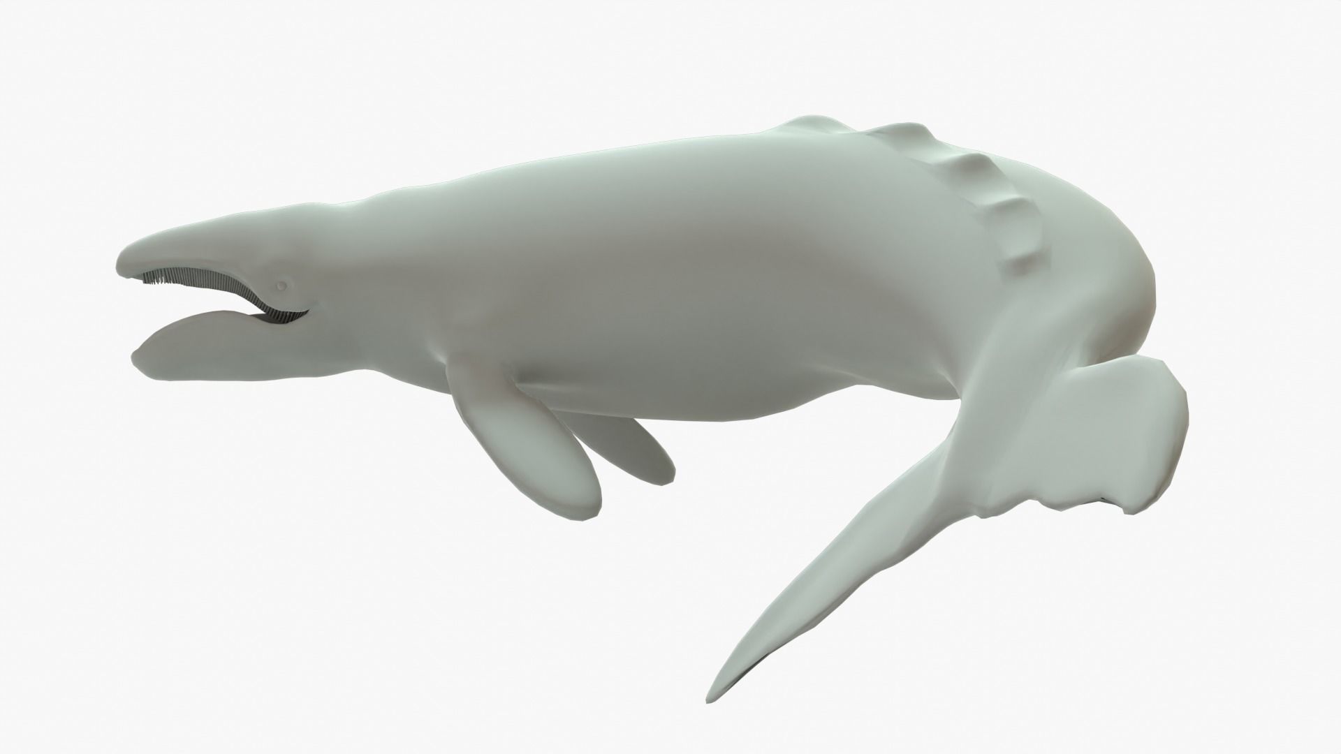 Gray Whale Rigged Basemesh Low-poly 3D model_4