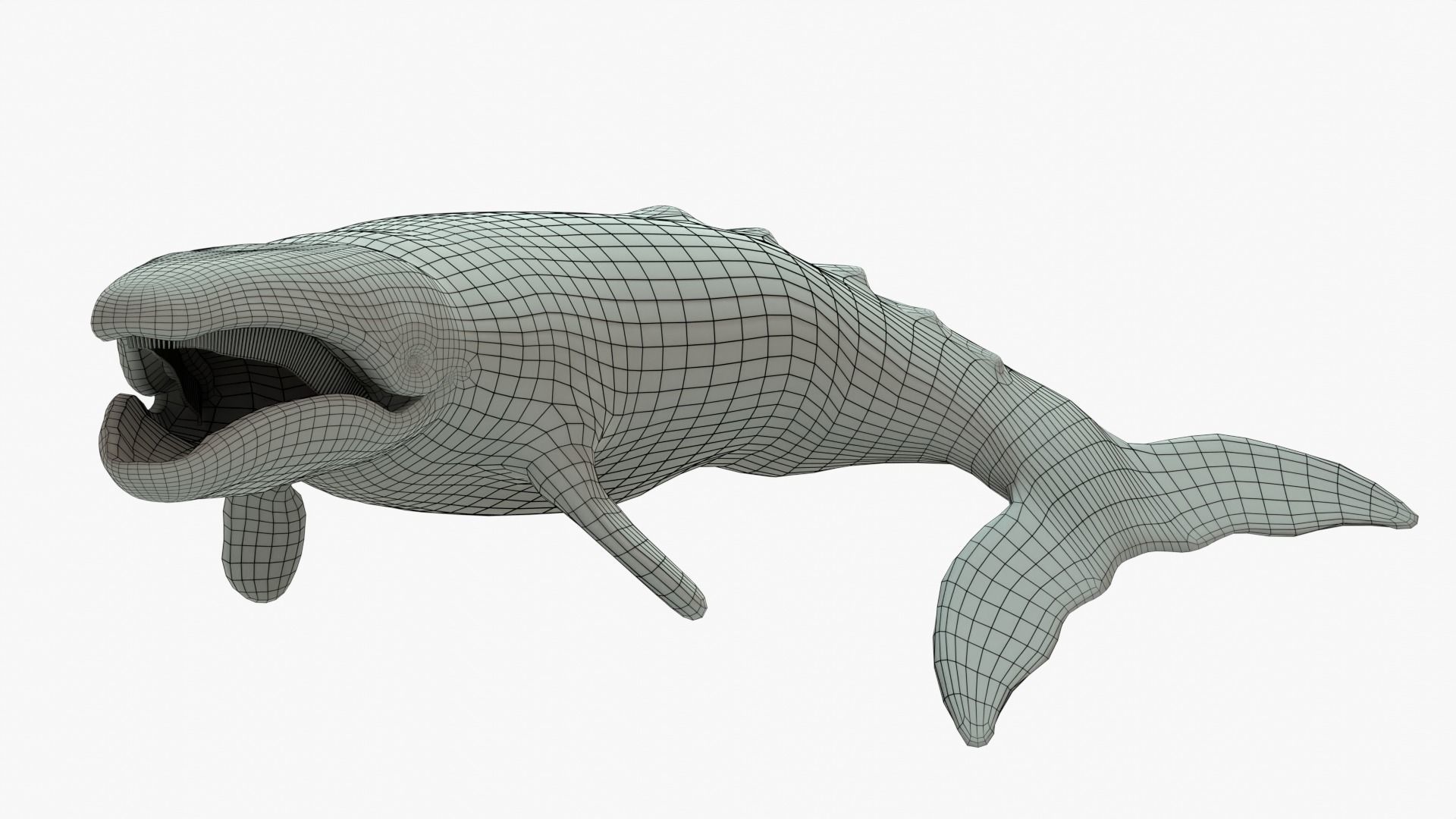 Gray Whale Rigged Basemesh Low-poly 3D model_1