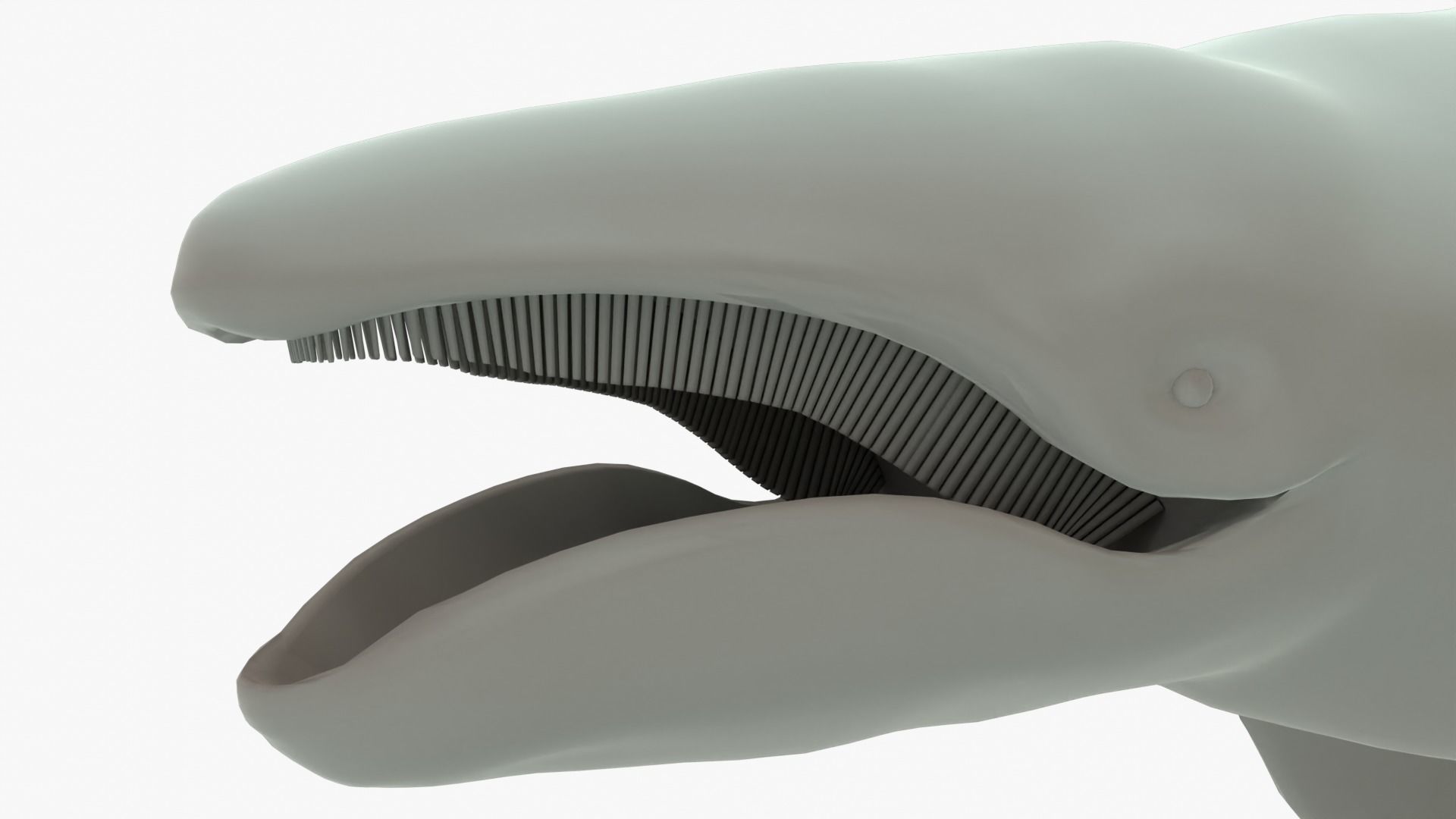 Gray Whale Rigged Basemesh Low-poly 3D model_10