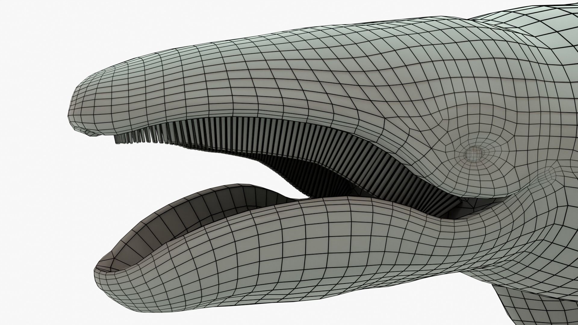 Gray Whale Rigged Basemesh Low-poly 3D model_11