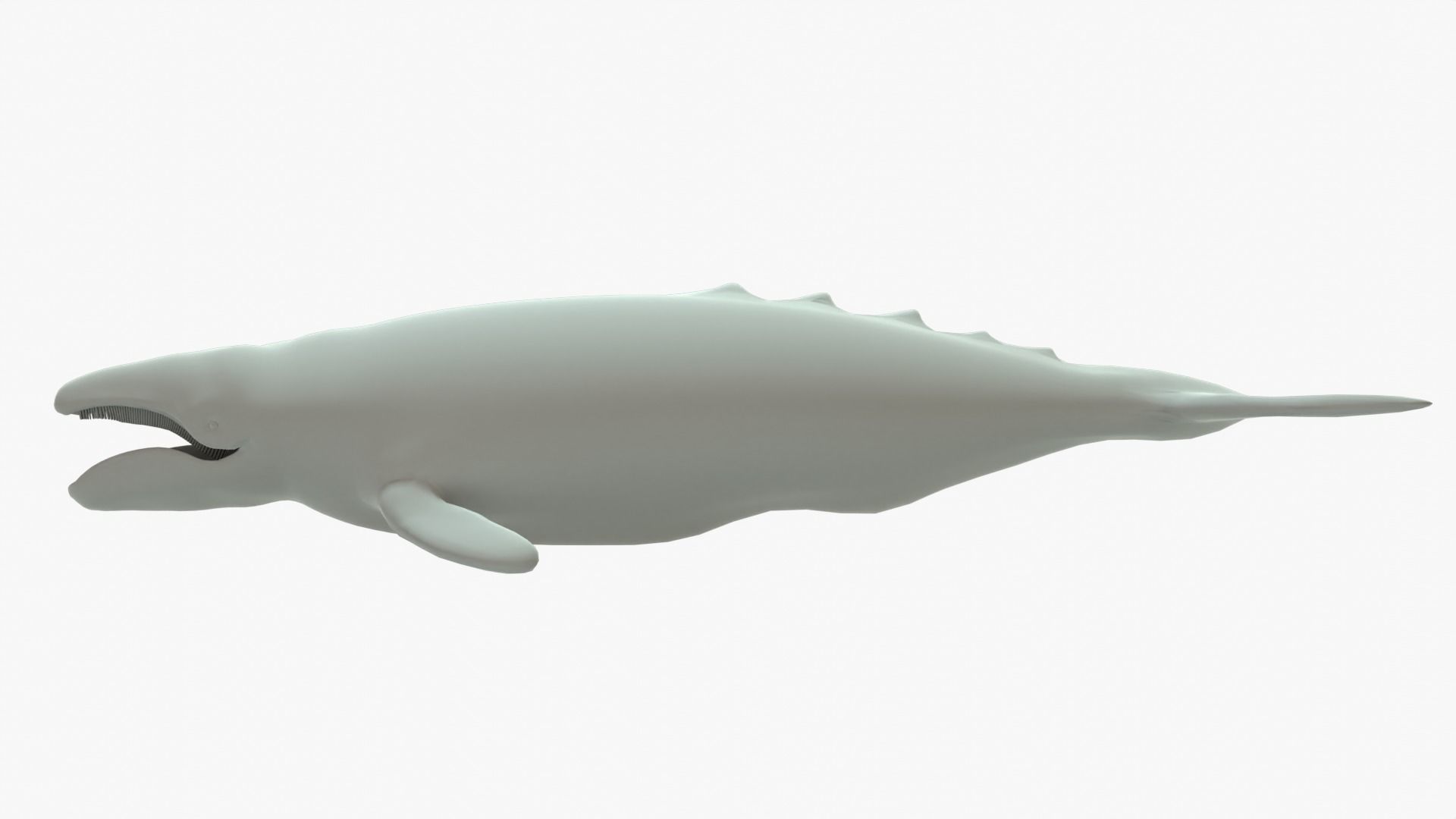 Gray Whale Rigged Basemesh Low-poly 3D model_13