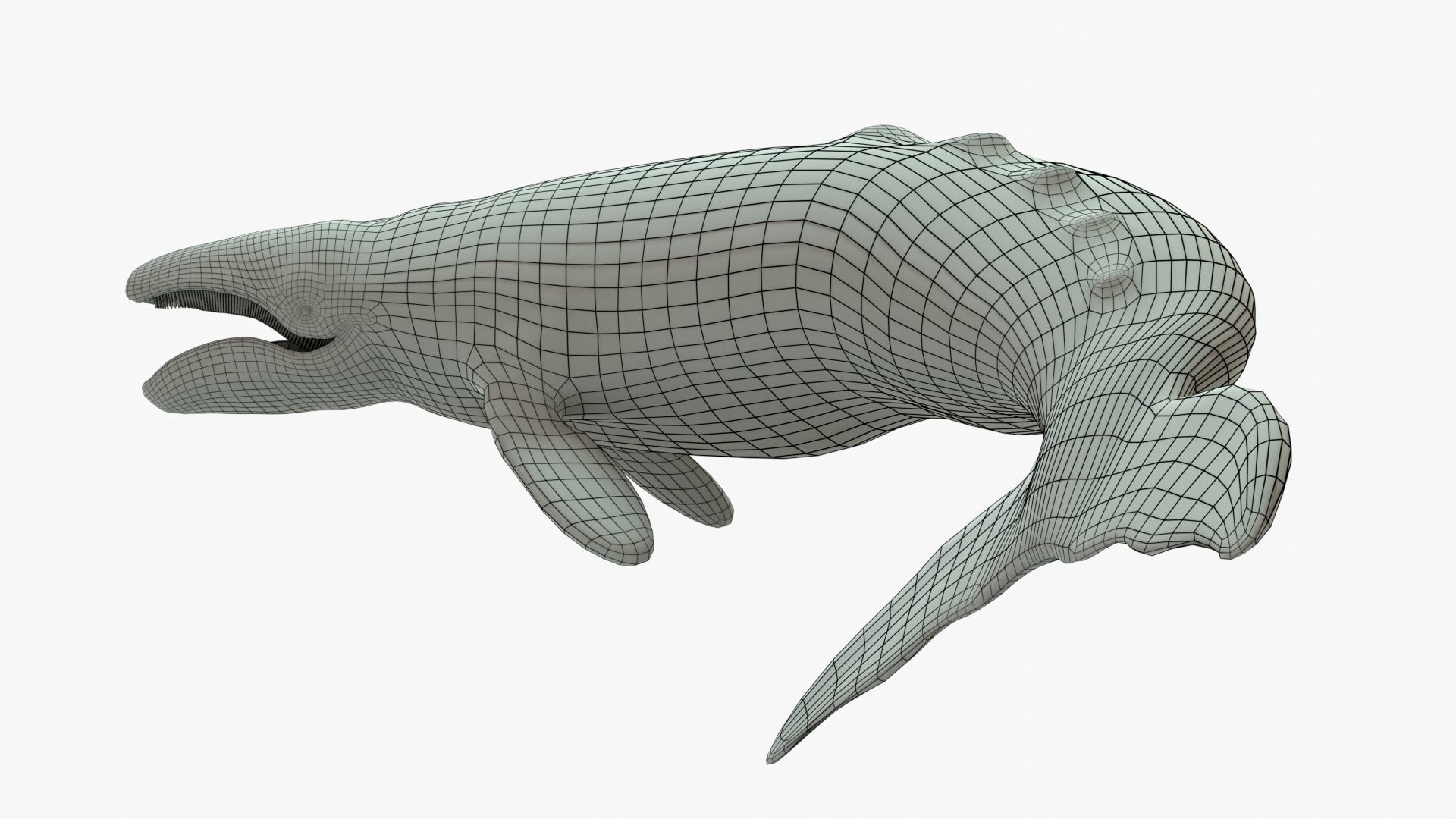 Gray Whale Rigged Basemesh Low-poly 3D model_5