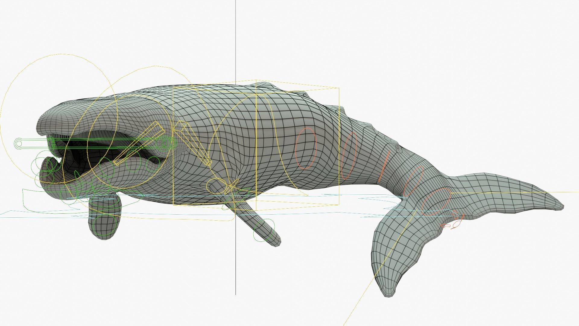 Gray Whale Rigged Basemesh Low-poly 3D model_16