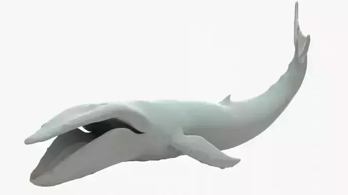 Humpback Whale Rigged Basemesh Low-poly 3D model