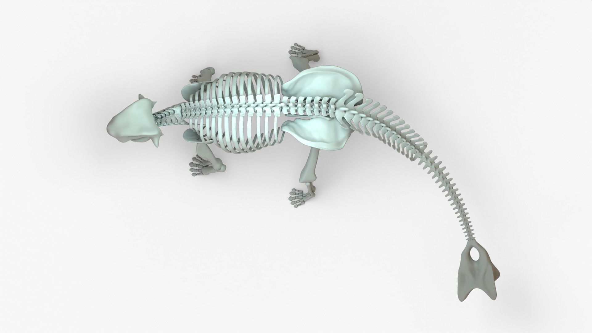 Ankylosaurus Rigged Skeleton Low-poly 3D model_5