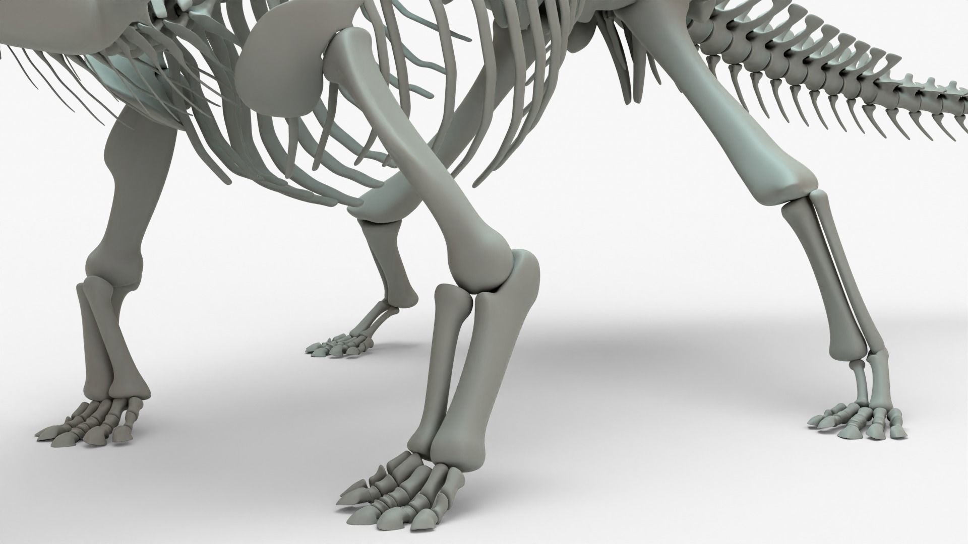 Ankylosaurus Rigged Skeleton Low-poly 3D model_9