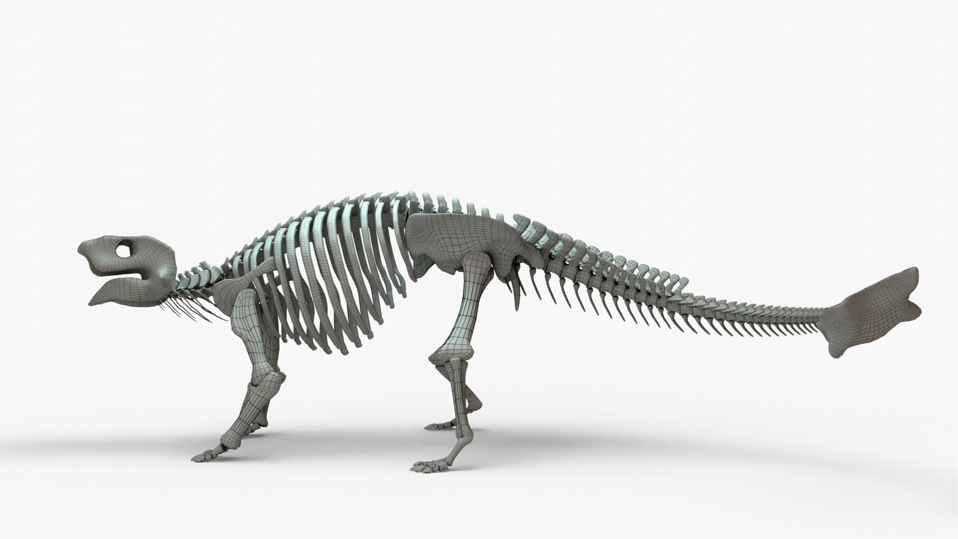 Ankylosaurus Rigged Skeleton Low-poly 3D model_12
