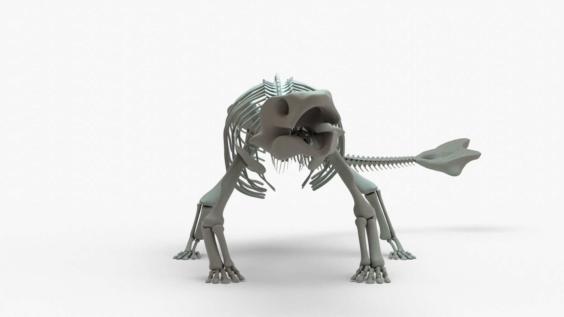Ankylosaurus Rigged Skeleton Low-poly 3D model_6