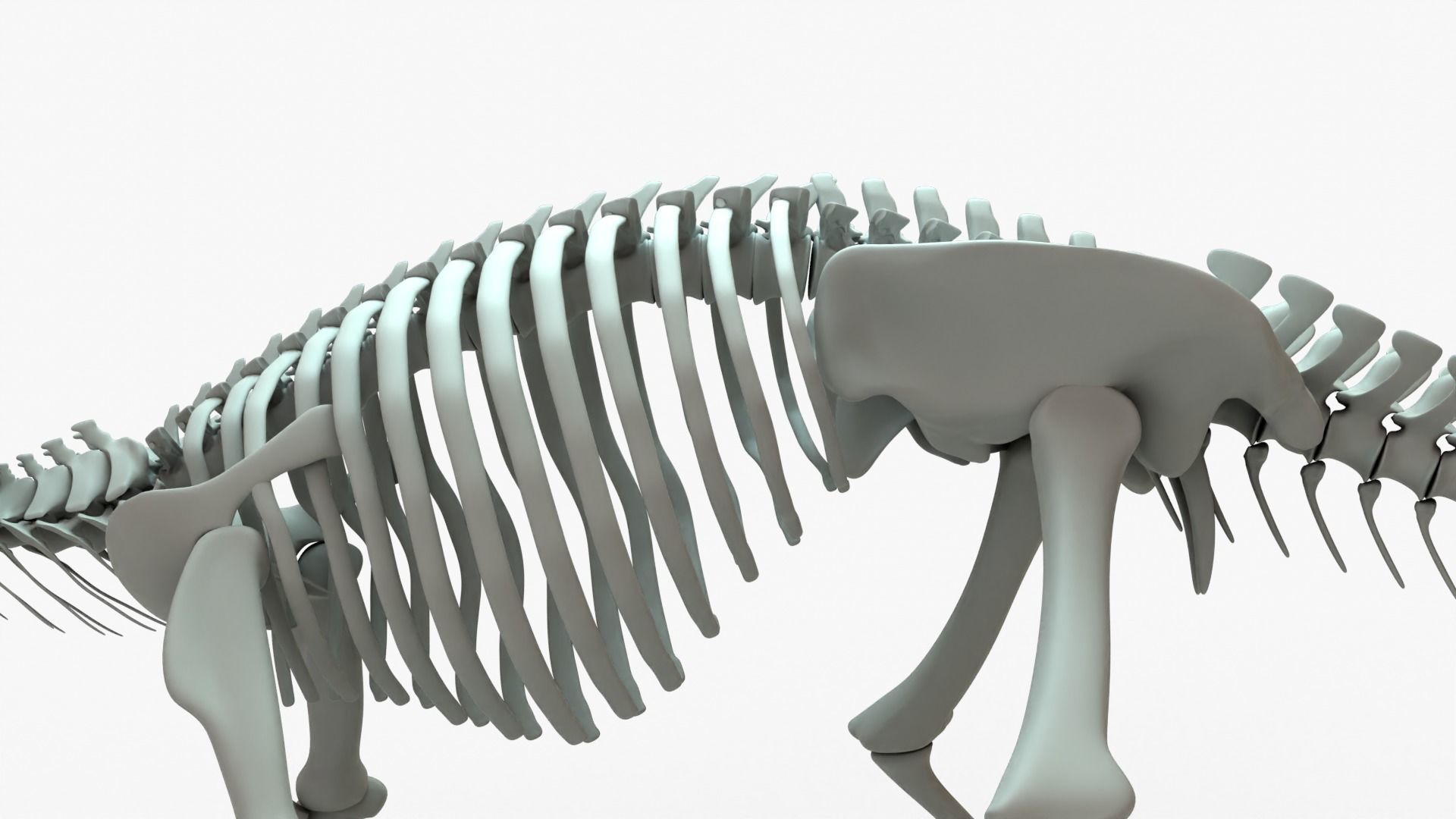 Ankylosaurus Rigged Skeleton Low-poly 3D model_8