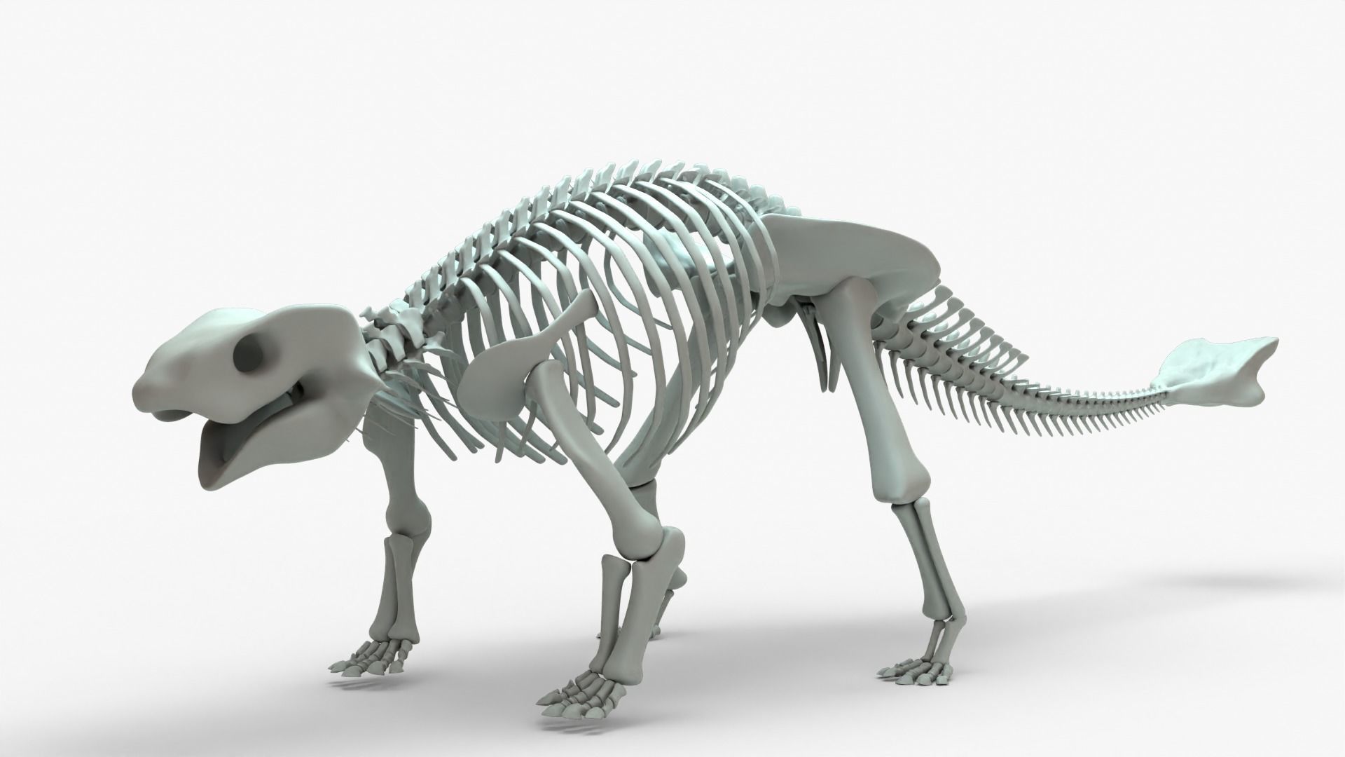 Ankylosaurus Rigged Skeleton Low-poly 3D model_18