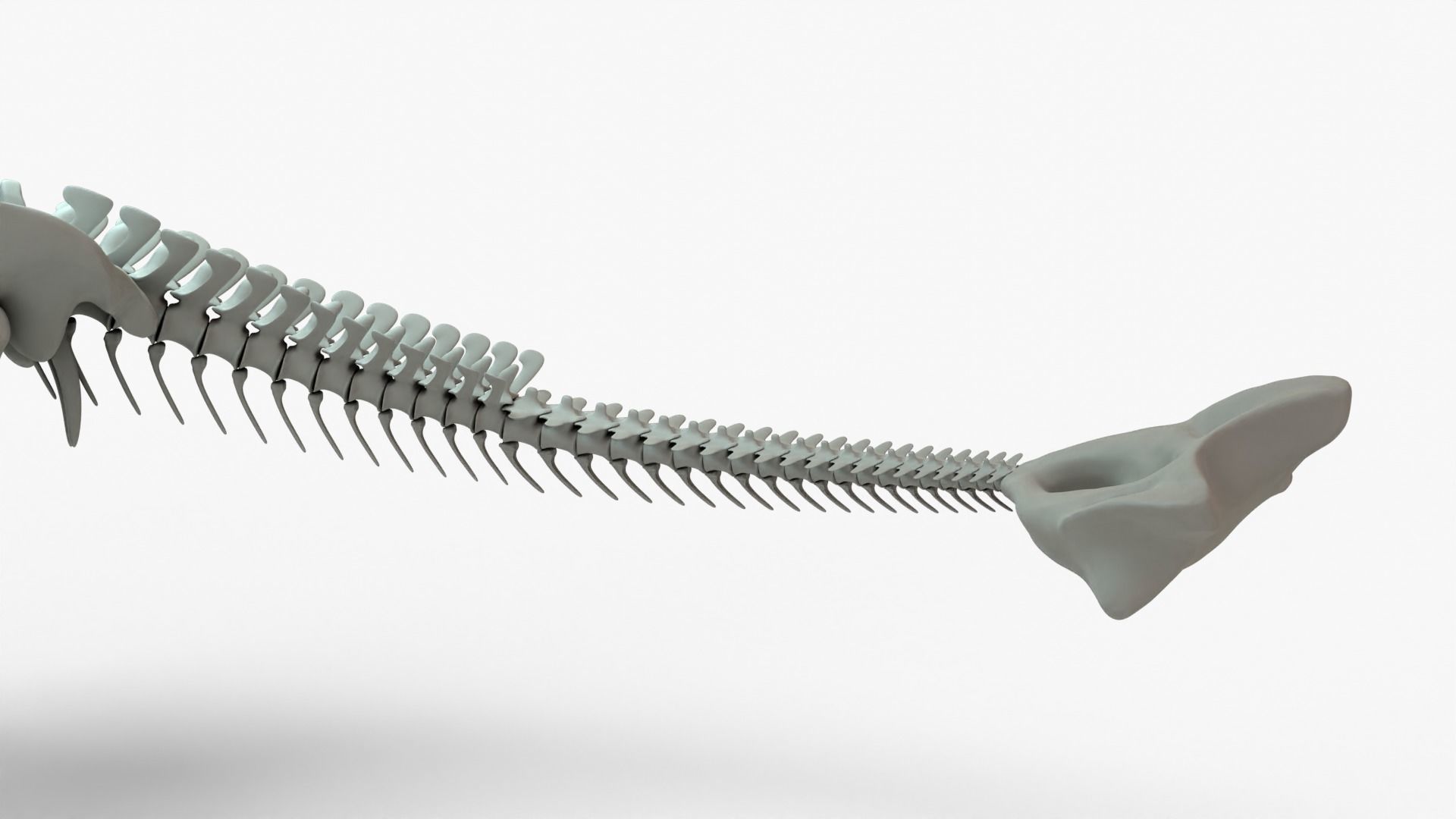 Ankylosaurus Rigged Skeleton Low-poly 3D model_10