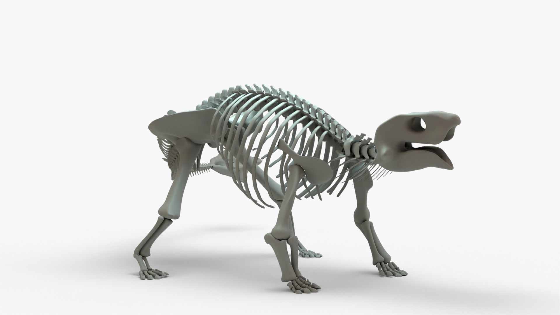 Ankylosaurus Rigged Skeleton Low-poly 3D model_2