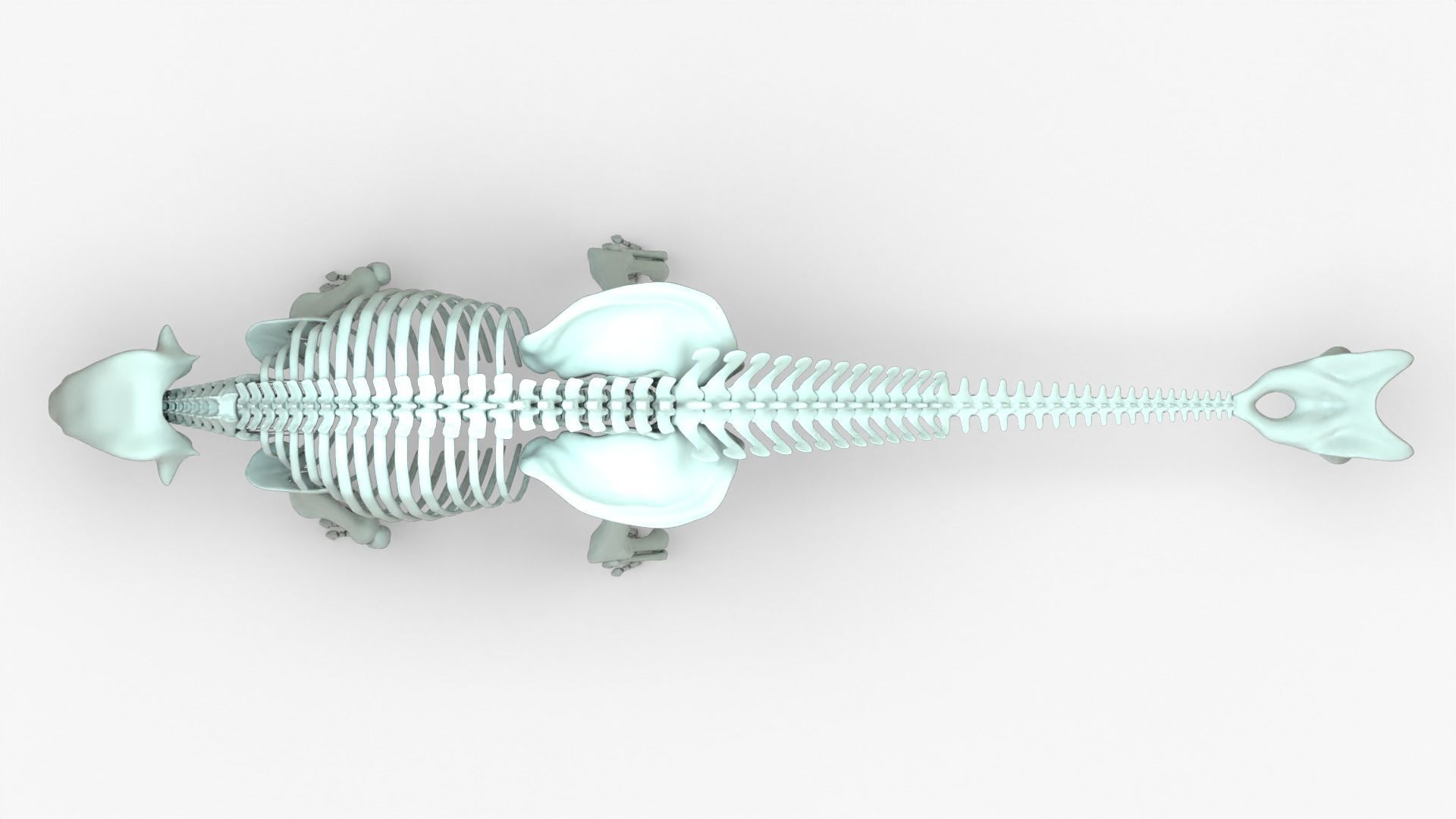 Ankylosaurus Rigged Skeleton Low-poly 3D model_15