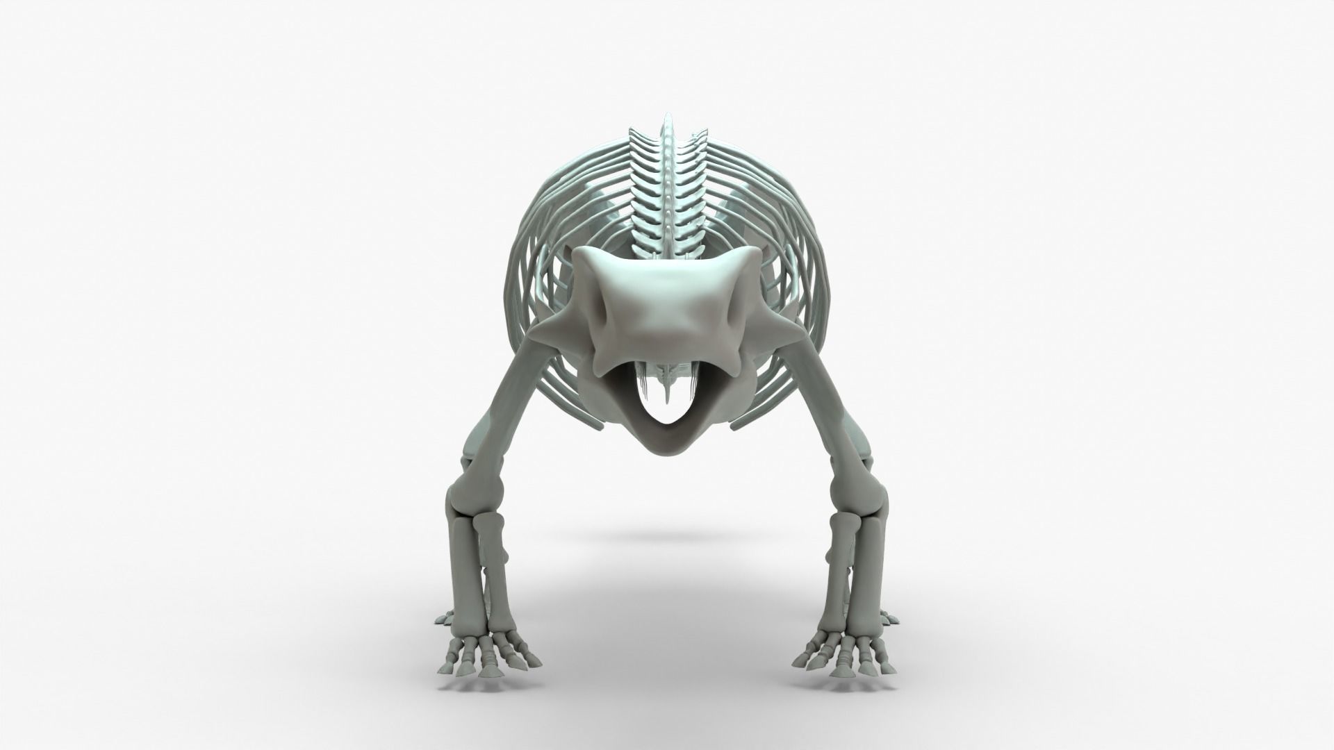 Ankylosaurus Rigged Skeleton Low-poly 3D model_16