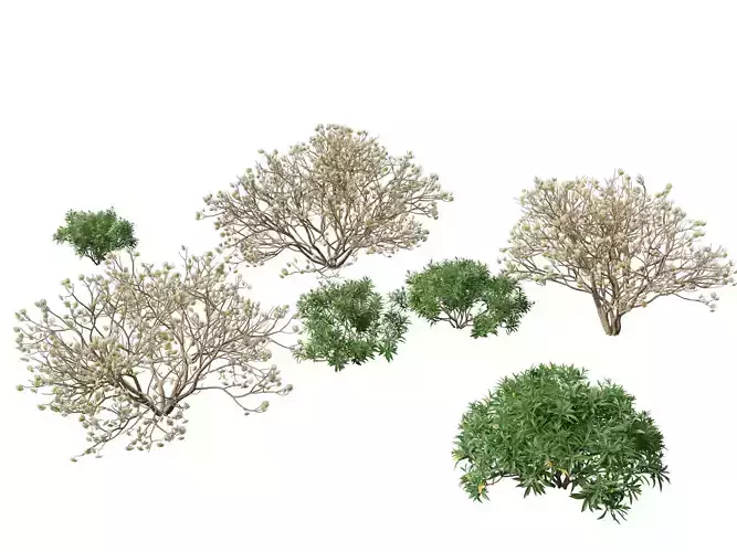 Edgeworthia tomentosa - Edgeworthia chrysantha