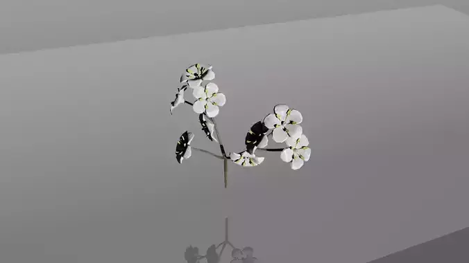 Elderberry - Elderflower 3D model