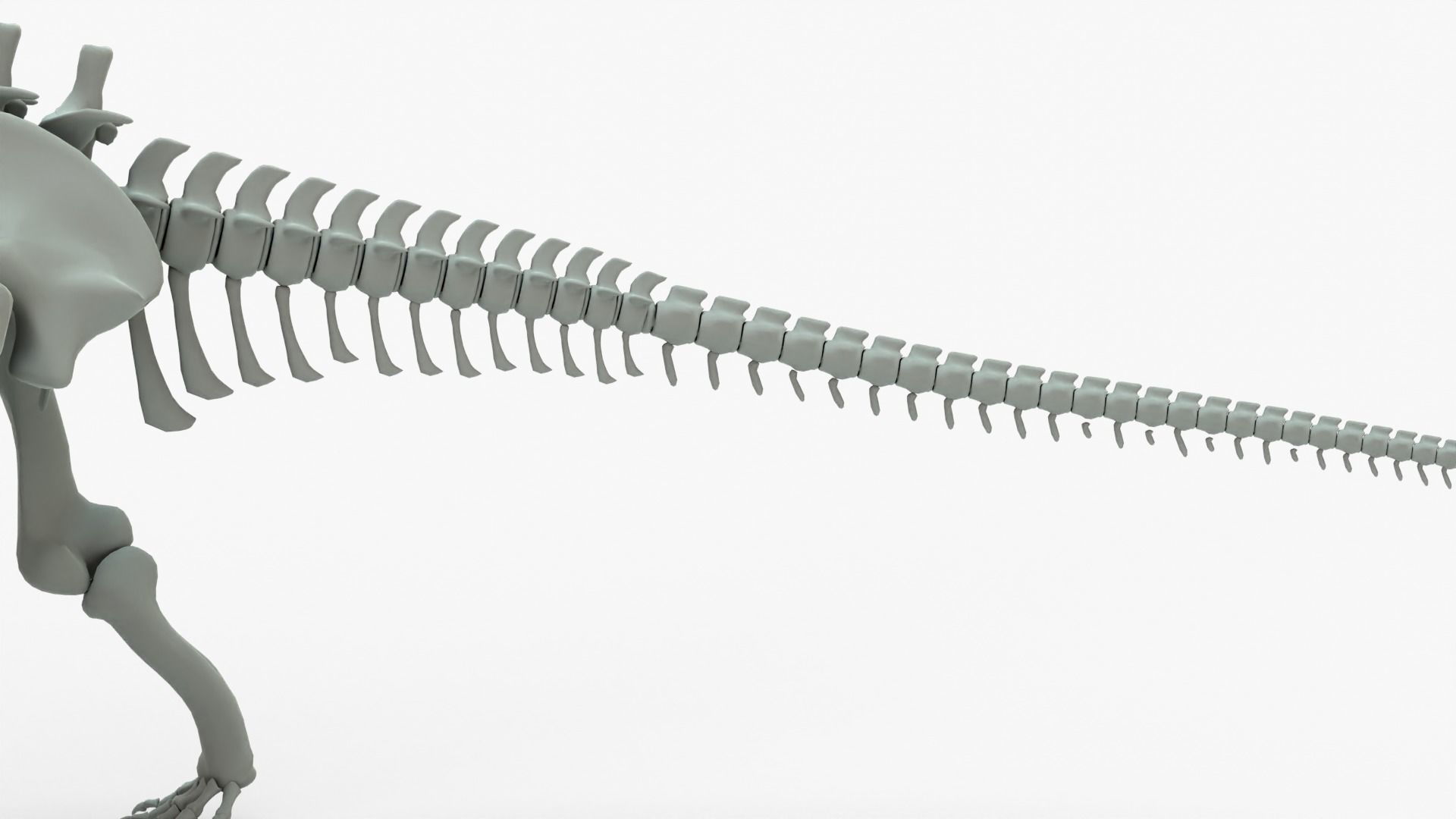 Argentinosaurus Rigged Skeleton Low-poly 3D model_7