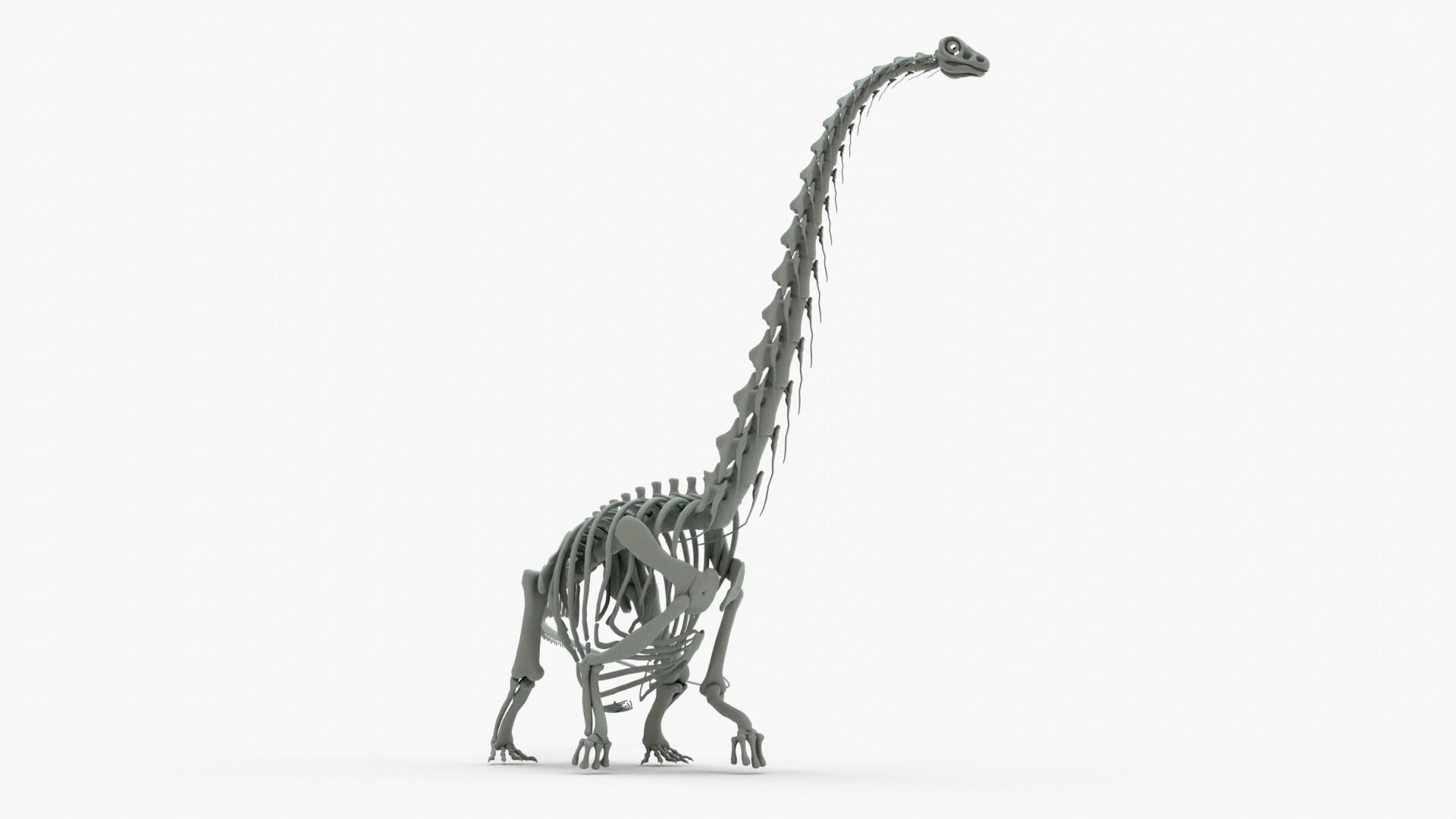 Argentinosaurus Rigged Skeleton Low-poly 3D model_4