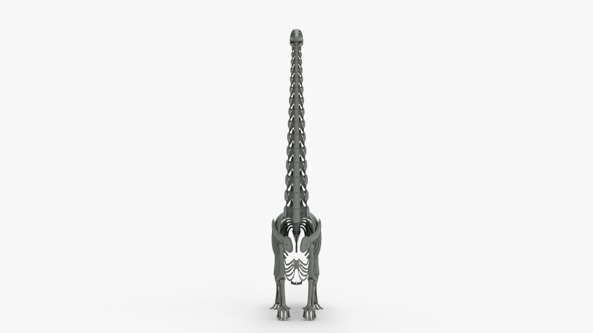 Argentinosaurus Rigged Skeleton Low-poly 3D model_13