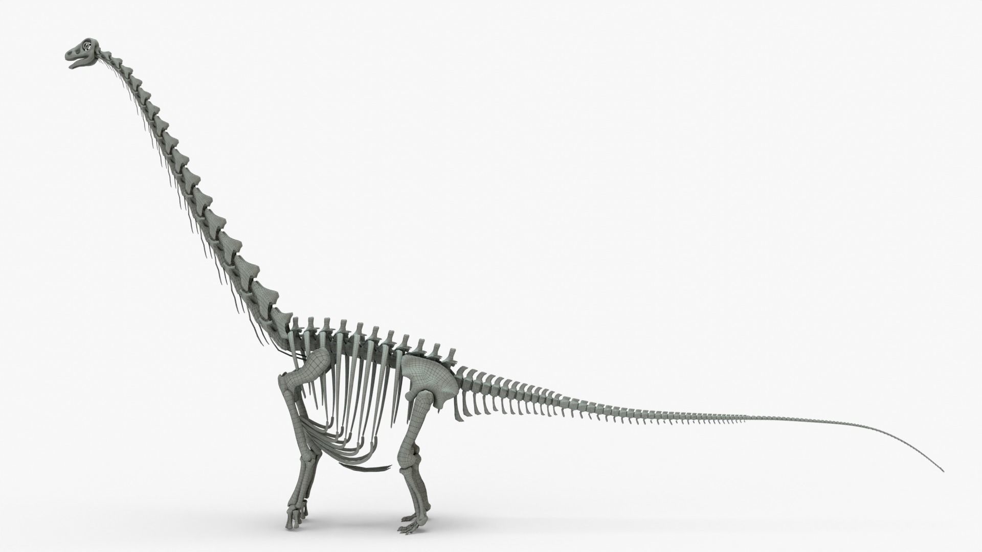 Argentinosaurus Rigged Skeleton Low-poly 3D model_12