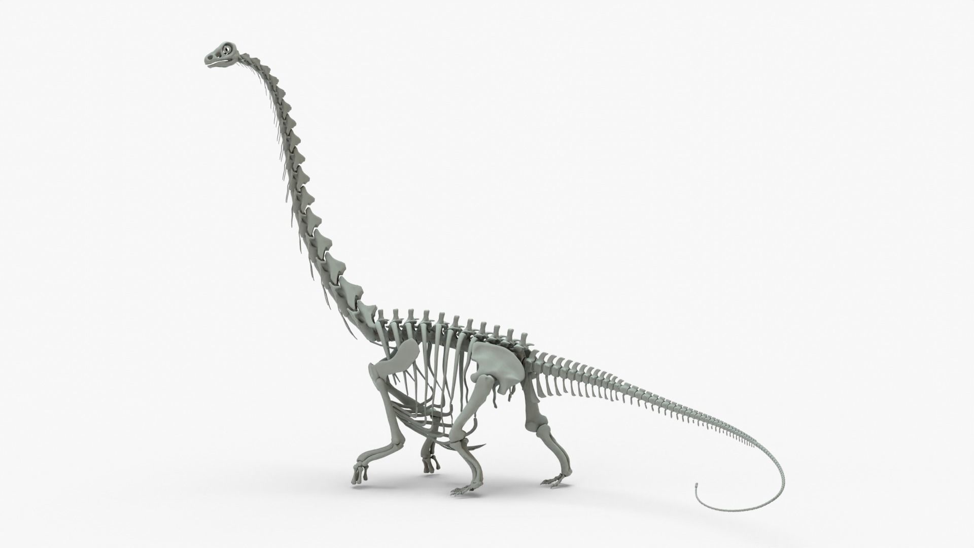 Argentinosaurus Rigged Skeleton Low-poly 3D model_2
