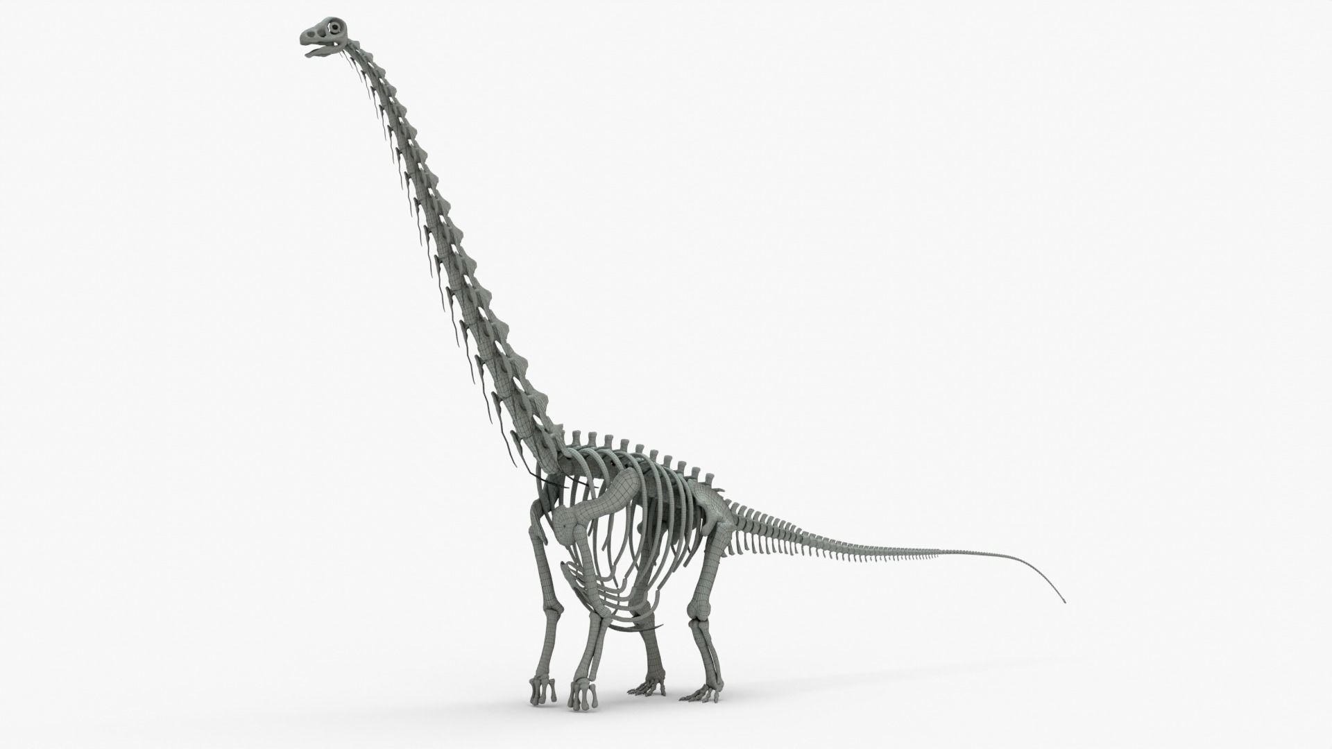 Argentinosaurus Rigged Skeleton Low-poly 3D model_14