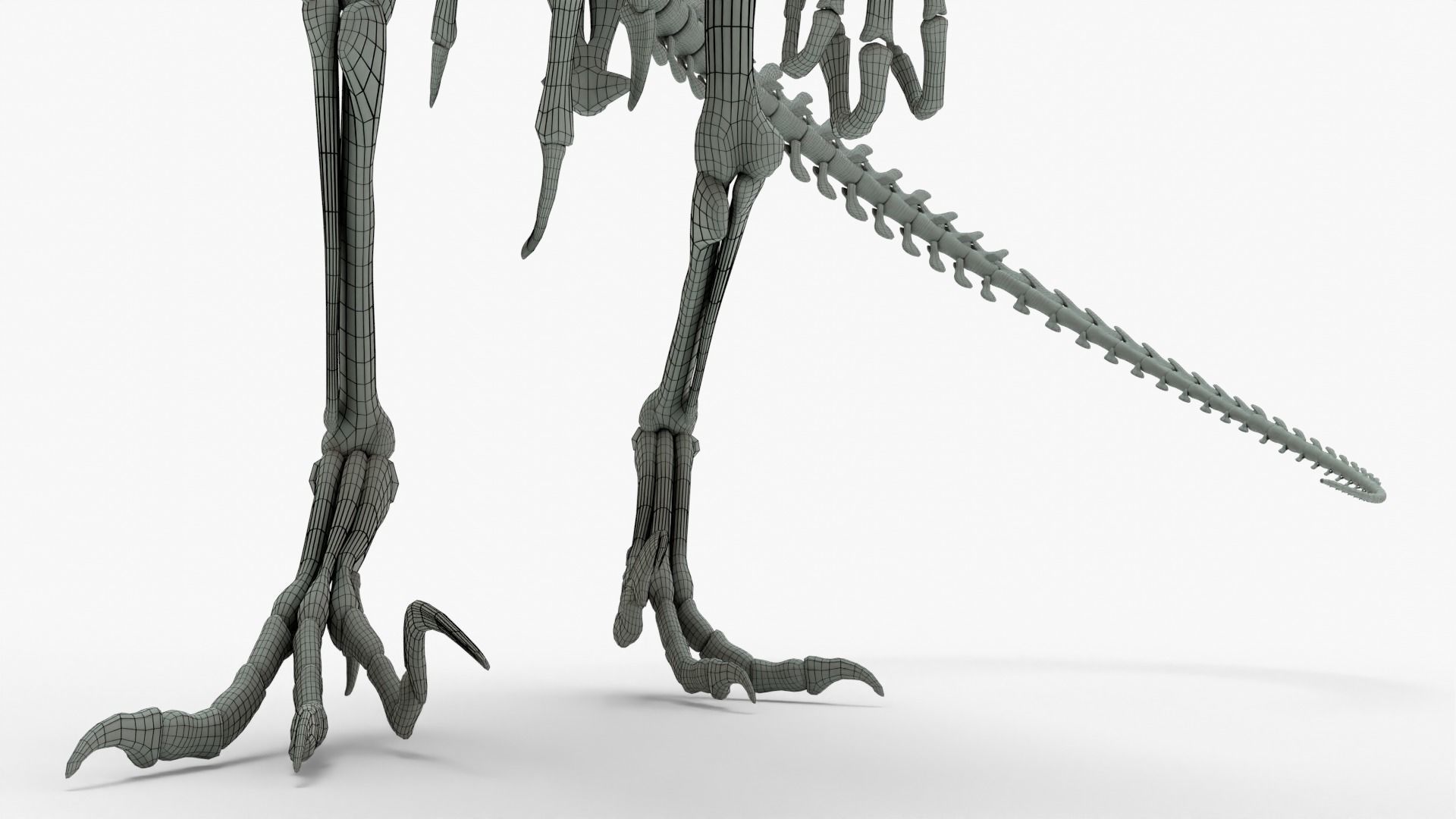 Atrociraptor Rigged Skeleton Low-poly 3D model_12