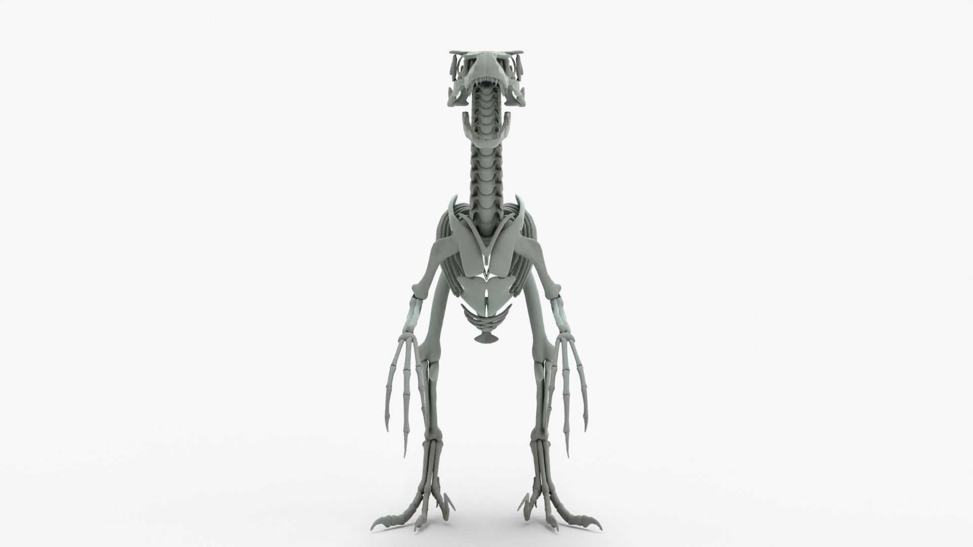 Atrociraptor Rigged Skeleton Low-poly 3D model_15