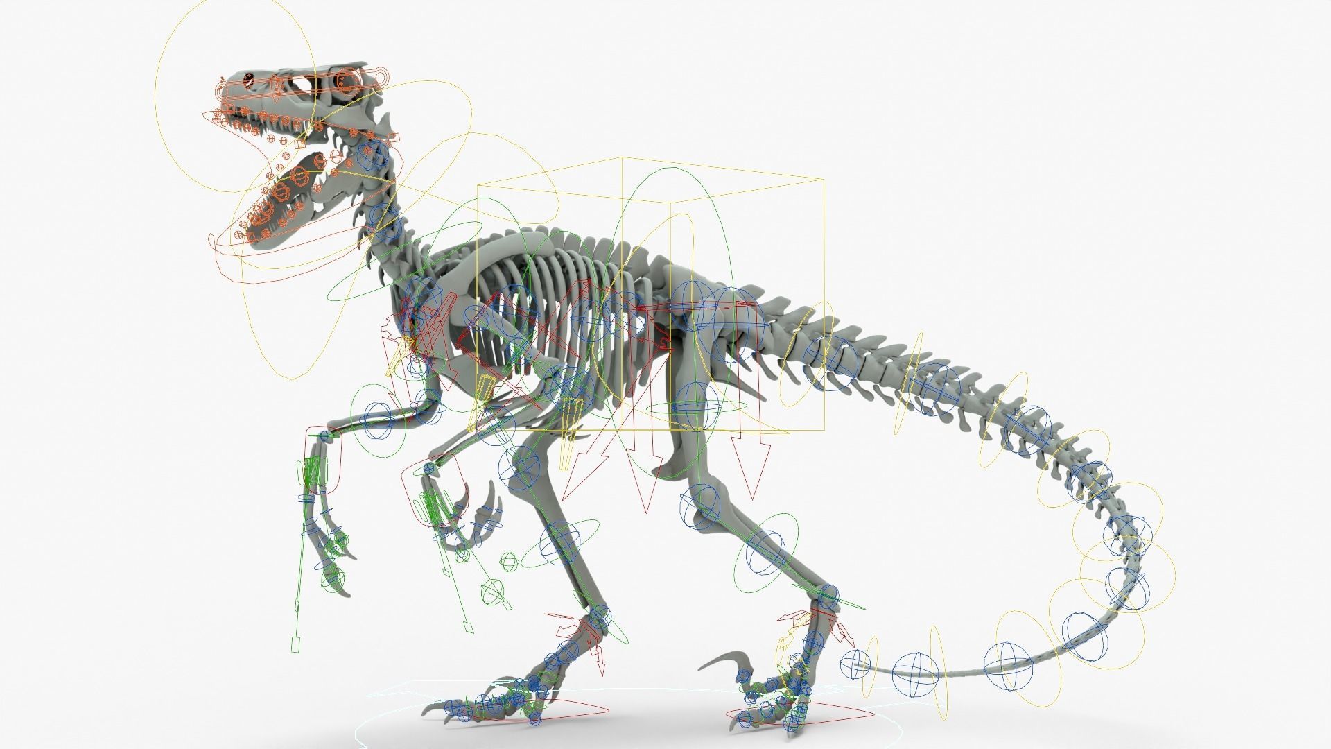 Atrociraptor Rigged Skeleton Low-poly 3D model_17