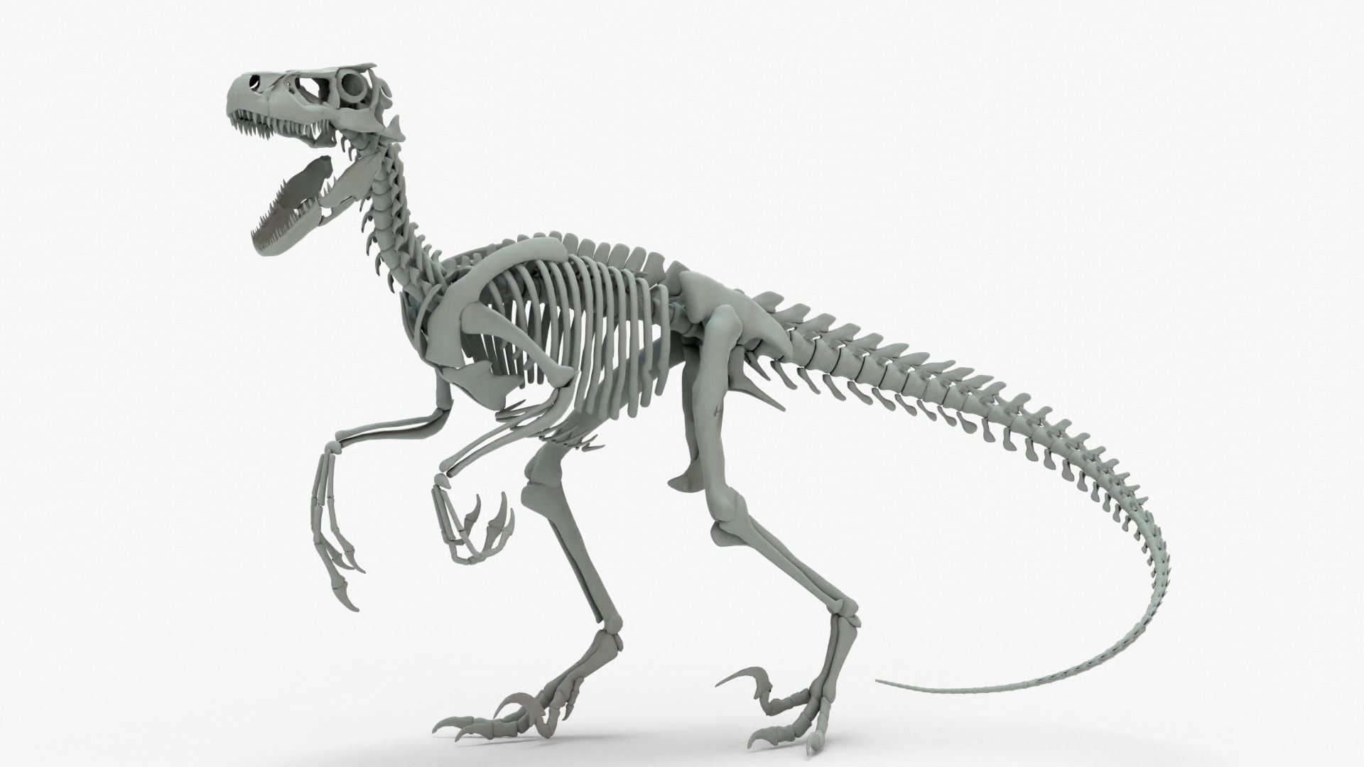 Atrociraptor Rigged Skeleton Low-poly 3D model_1