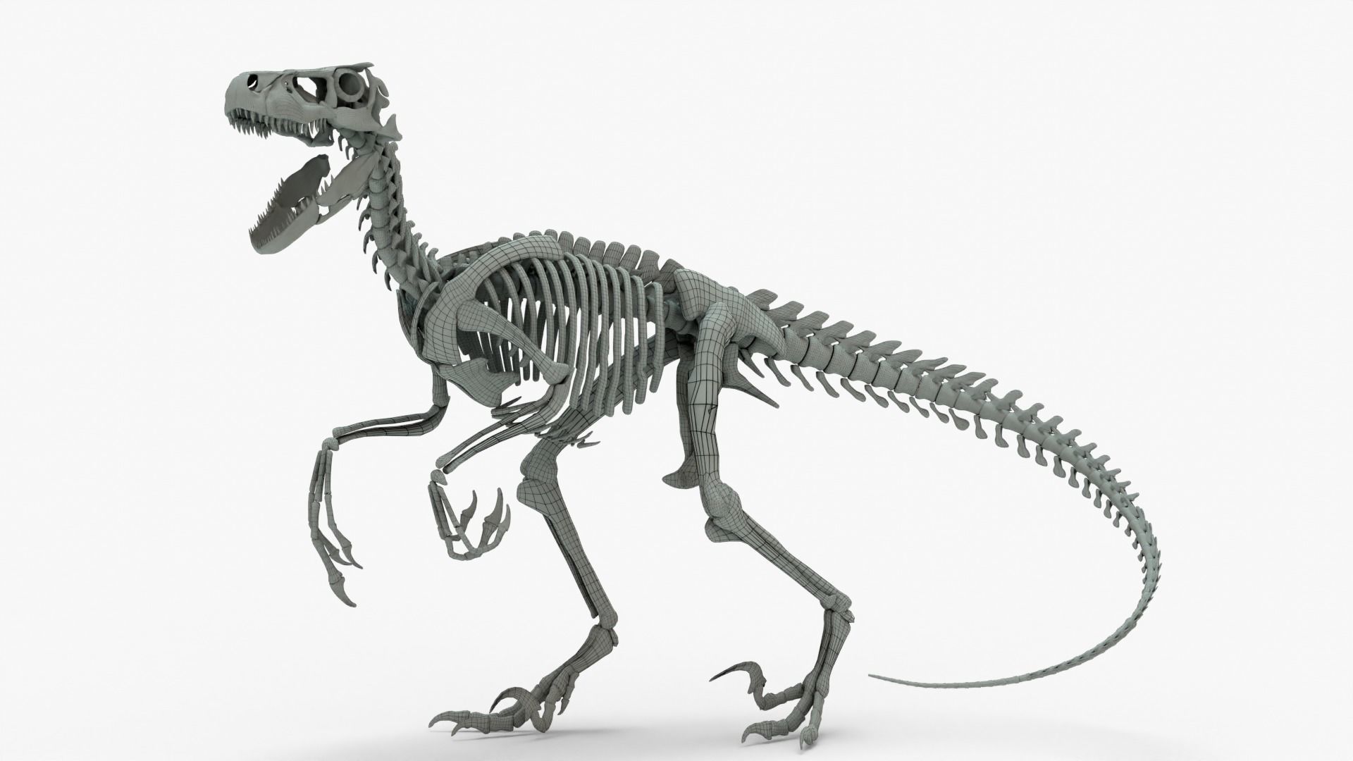 Atrociraptor Rigged Skeleton Low-poly 3D model_2