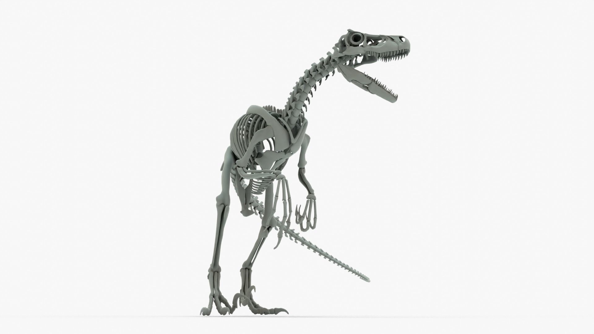 Atrociraptor Rigged Skeleton Low-poly 3D model_6