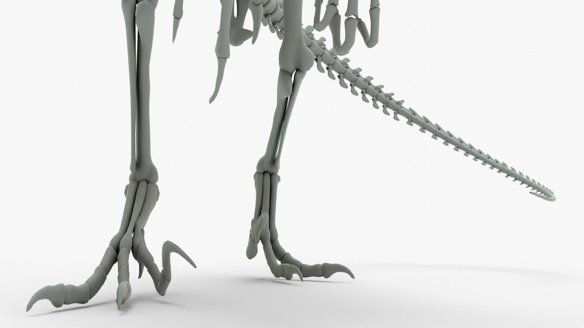 Atrociraptor Rigged Skeleton Low-poly 3D model_9