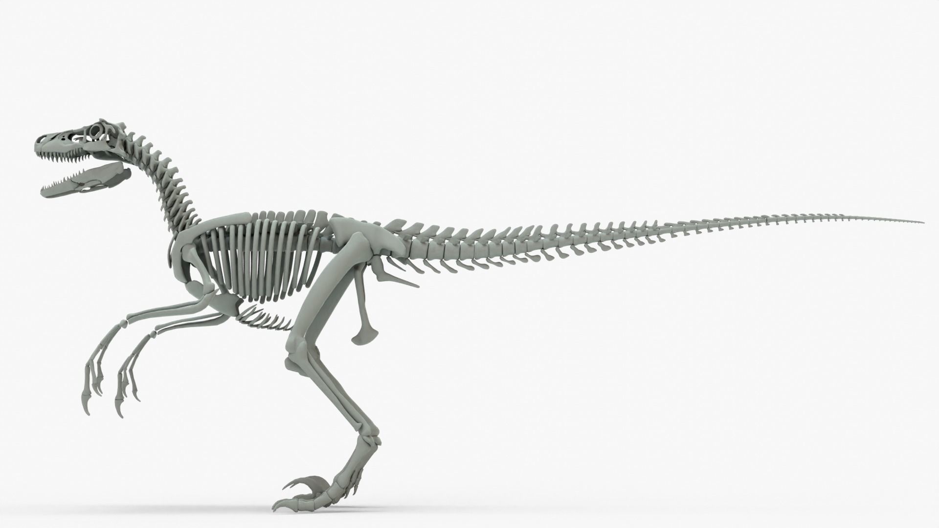 Atrociraptor Rigged Skeleton Low-poly 3D model_13