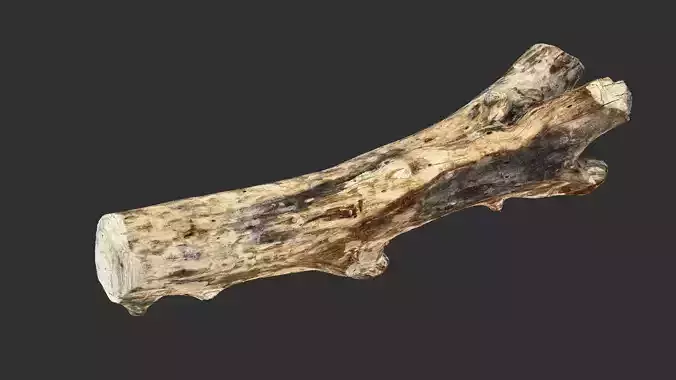 Tree wood trunk 3d scan highpoly