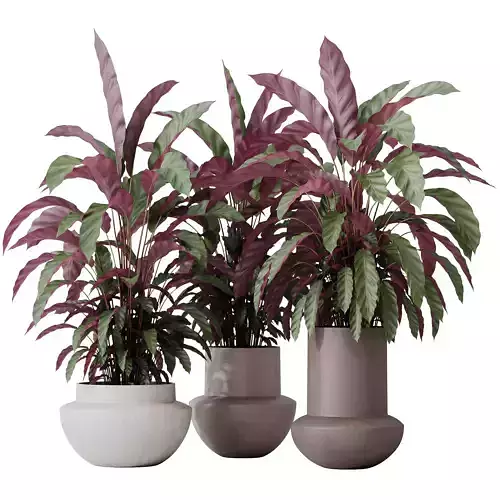 HousePlants Calathea Rufibarba Elbergrass Velvet Affordable 3D model