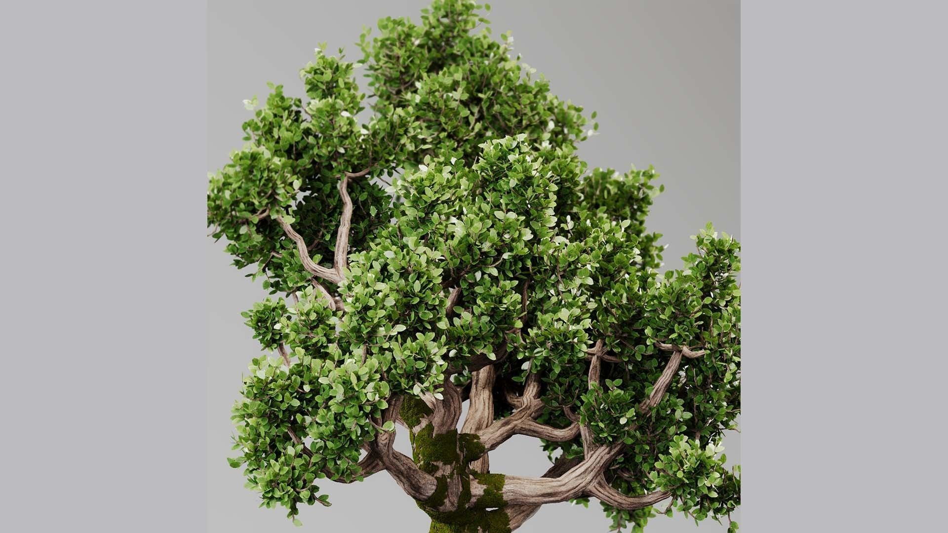 Bonsai Tree Indoor Plant 02 3D model_9