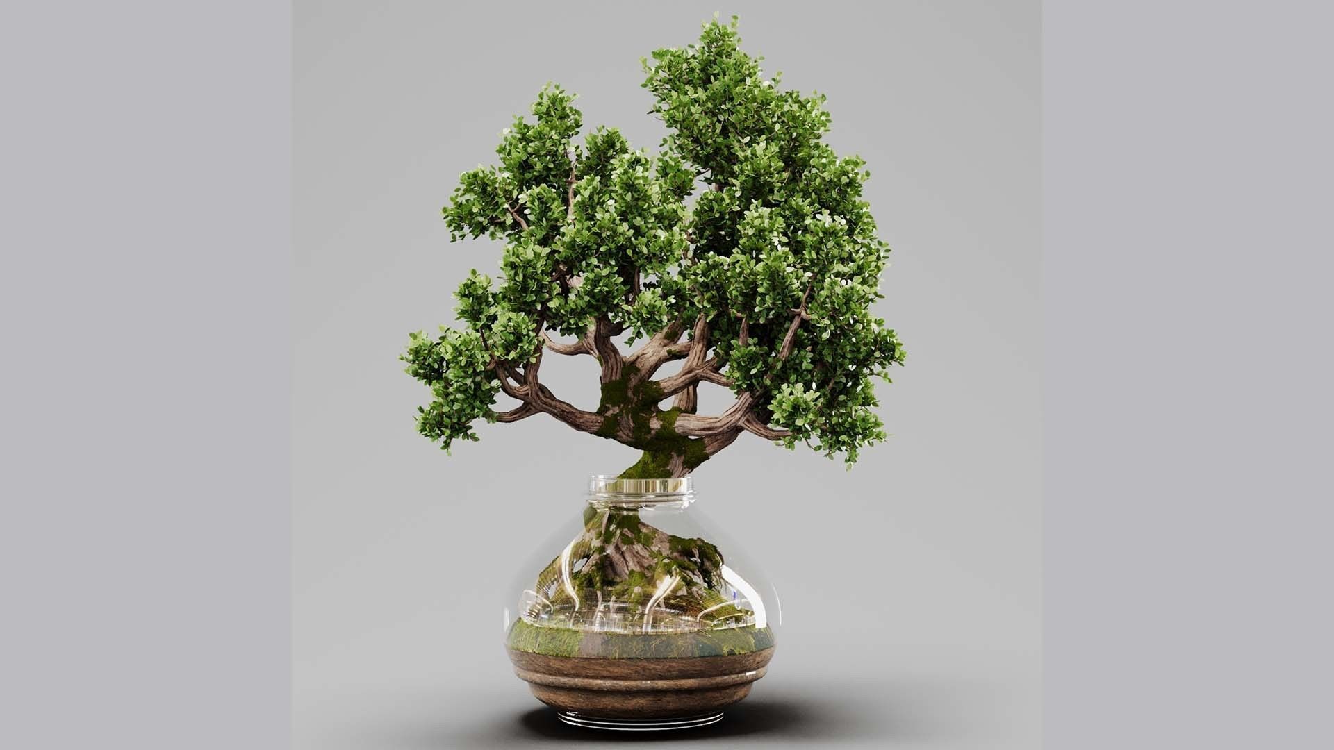 Bonsai Tree Indoor Plant 02 3D model_16