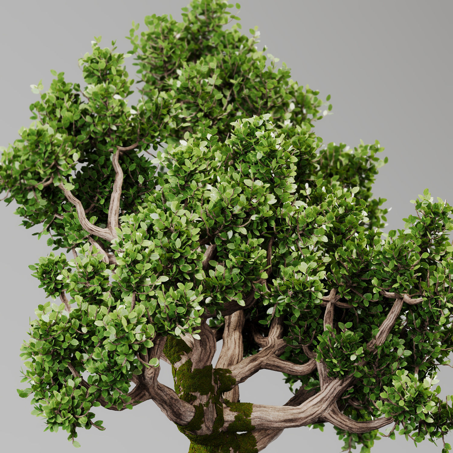 Bonsai Tree Indoor Plant 02 3D model_2