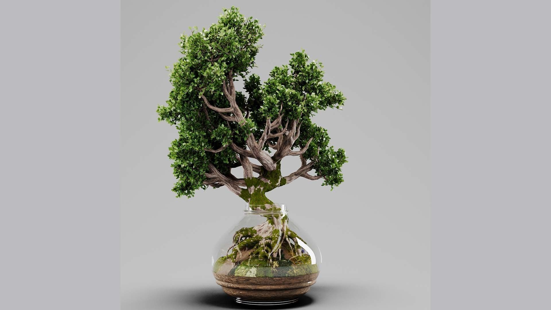 Bonsai Tree Indoor Plant 02 3D model_12