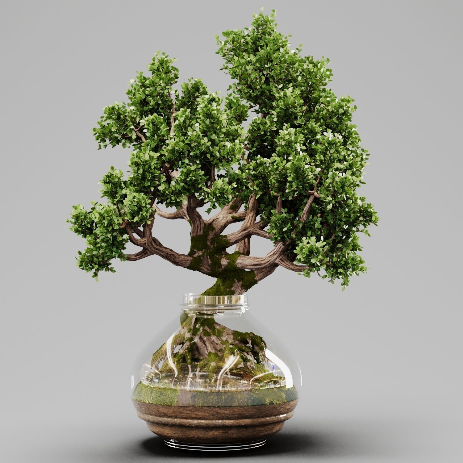 Bonsai Tree Indoor Plant 02 3D model_15