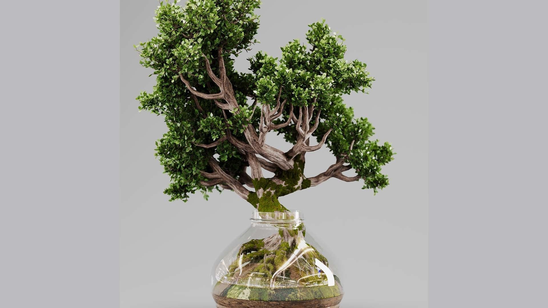 Bonsai Tree Indoor Plant 02 3D model_10
