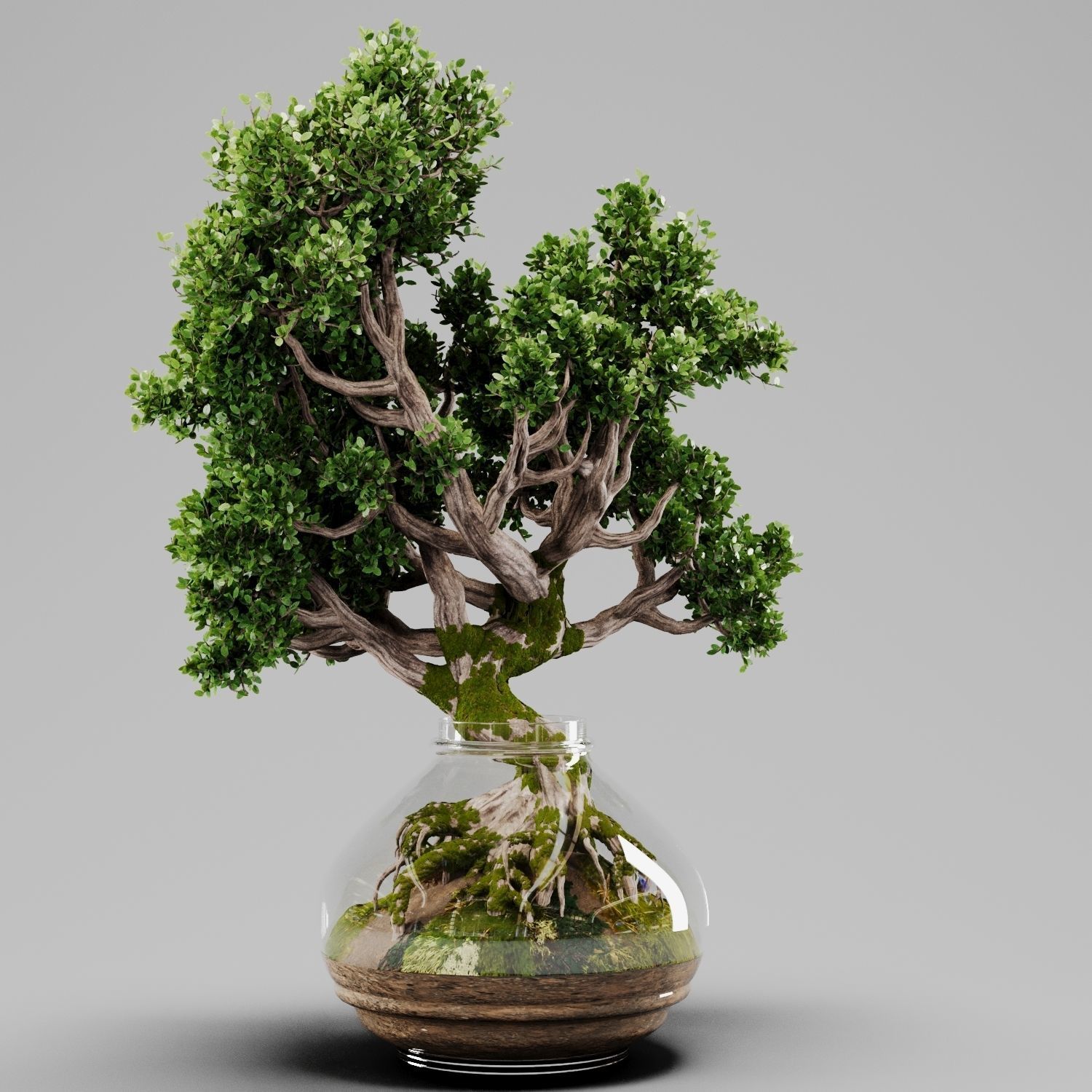 Bonsai Tree Indoor Plant 02 3D model_4
