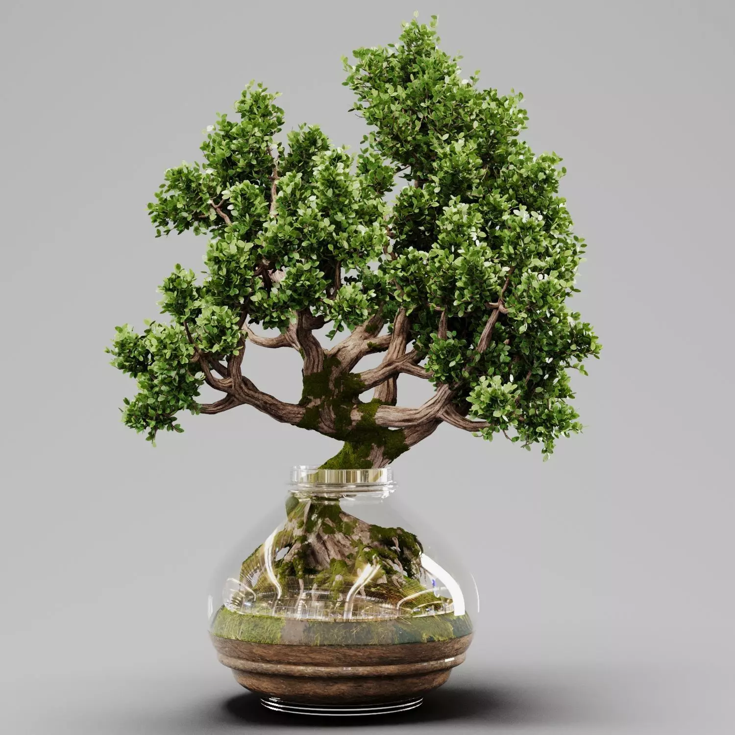 Bonsai Tree Indoor Plant 02 3D model_0